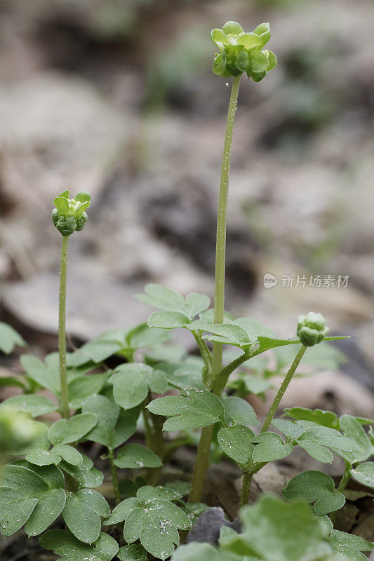 莫沙泰尔(Adoxa moschatellina)